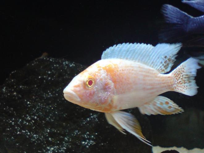 freshwater fish - aulonocara sp. - albino peacock cichlid stocking in 100 gallons tank - Albino Peacock
