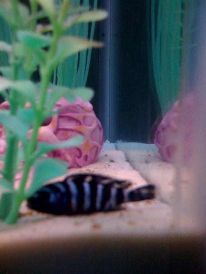 freshwater fish - pseudotropheus demasoni - demasoni cichlid stocking in 55 gallons tank - baby demasoni