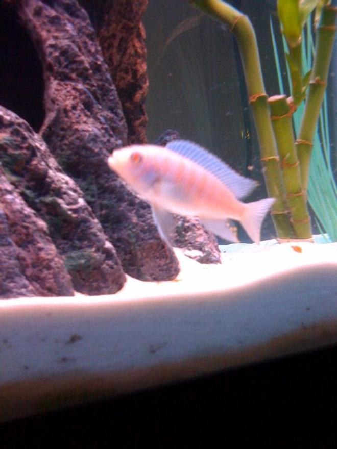 freshwater fish - pseudotropheus socolofi (albino) - albino socolofi stocking in 55 gallons tank - whitey