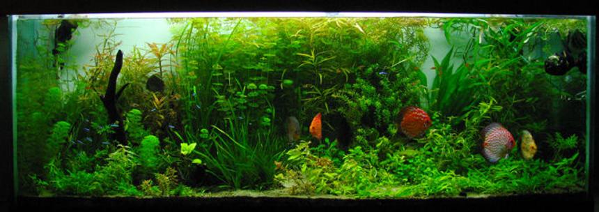 Rated #3: 135 Gallons Planted Tank - 135Gal planted discus and tetra tank on a 75gal sump