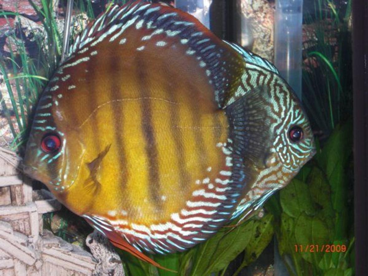 freshwater fish - blue turquoise discus stocking in 55 gallons tank - my blue Turquoise Discus and one of my wild discus