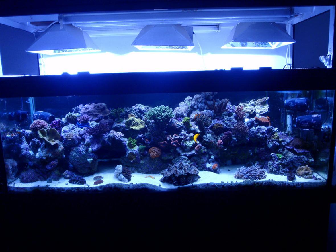 200 gallons reef tank (mostly live coral and fish) - Not a great photo. Only FTS I have on this machine.