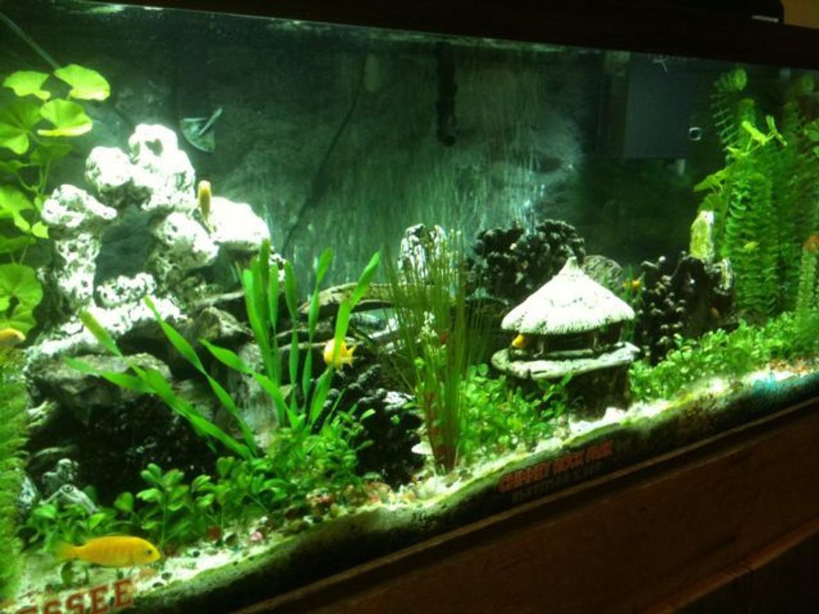 fish tank picture - Another shot of my Lake Malawi mbuna tank full of labidochromis caeruleus (Yellow Labido) of various sizes and ages (all 3rd generation or later of a store bought mating pair).