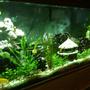 fish tank picture - Another shot of my Lake Malawi mbuna tank full of labidochromis caeruleus (Yellow Labido) of various sizes and ages (all 3rd generation or later of a store bought mating pair).