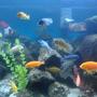 fish tank picture - cichlids