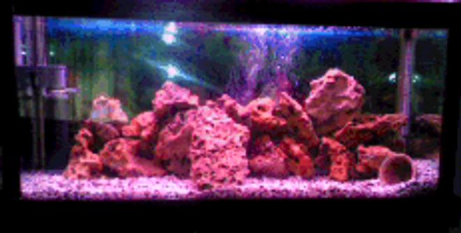 84 gallons freshwater fish tank (mostly fish and non-living decorations) - 4 ft long, 2 1/2 ft wide and 20 cm high. only rock work and one pink light. many caves and hiding places for the fish. 1 male and 1 female green terrors which have spawned 4 times with 500 eggs each time.
