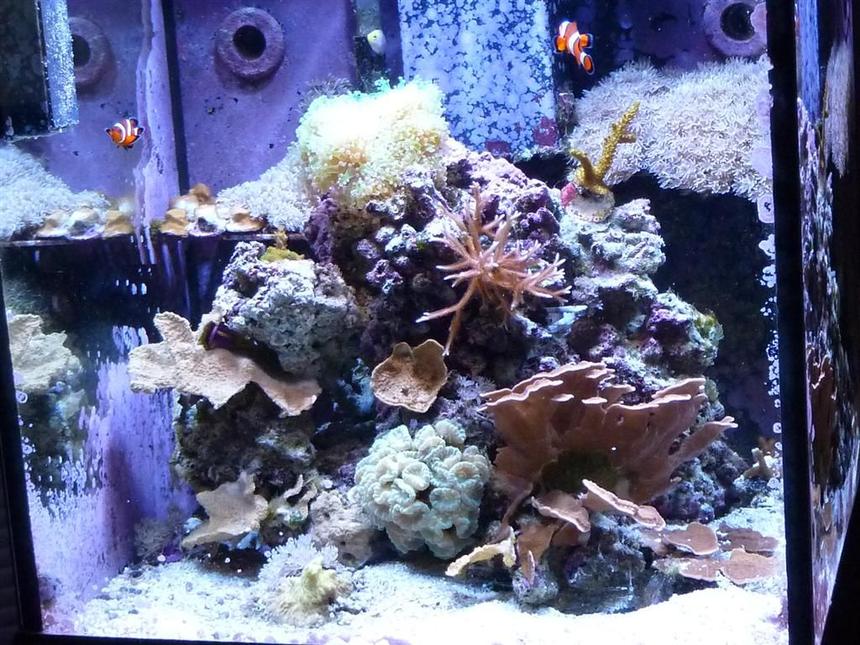 Rated #98: 30 Gallons Reef Tank - 30 gallon oceanic cube