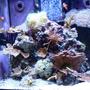 30 gallons reef tank (mostly live coral and fish) - 30 gallon oceanic cube