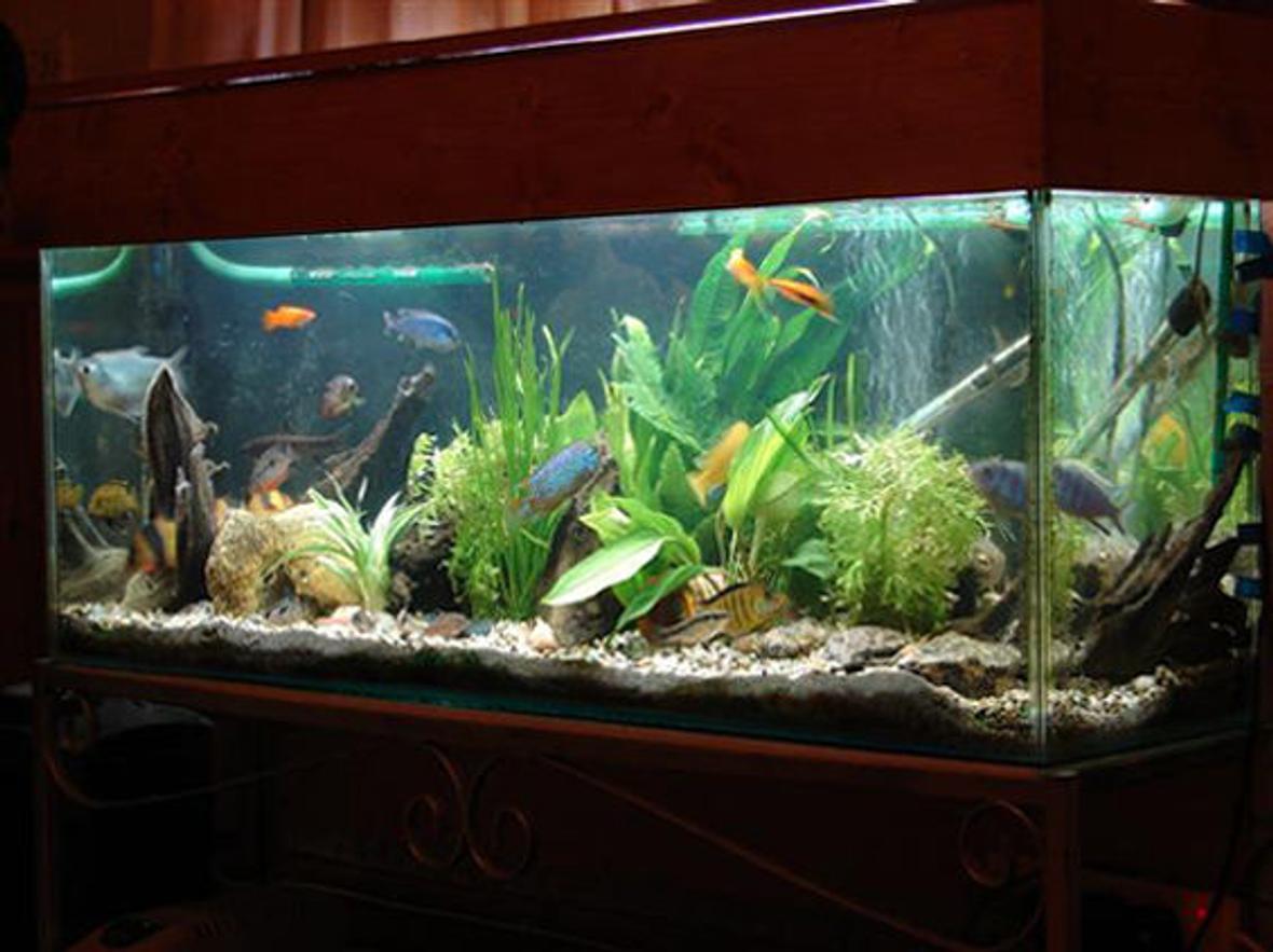 10 gallons freshwater fish tank (mostly fish and non-living decorations) - my tank is awesome