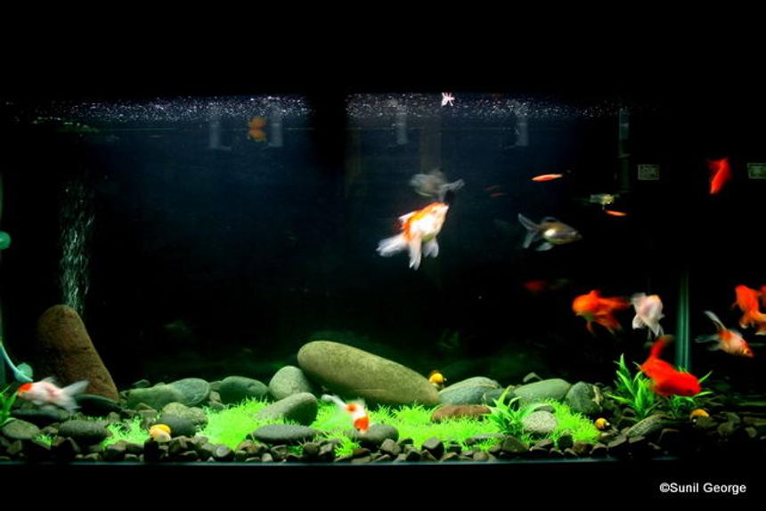 Rated #2571: 320 Gallons Freshwater Fish Tank - I have a 4ft, 60 Gallon Tank. There are 11 fancy GoldFish, 5 Apple Snails and 2 Zebra Danios. All plants are artificial.