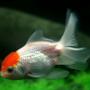 fish tank picture - Red Cap Oranda