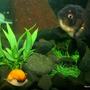 fish tank picture - Apple Snail and Black LionHead