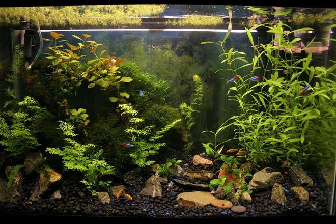 29 gallons planted tank (mostly live plants and fish) - My work in progress :)