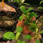 fish tank picture - Anubias Nana