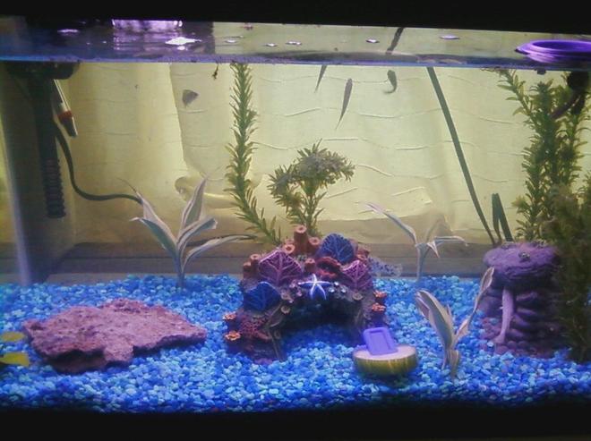 10 gallons freshwater fish tank (mostly fish and non-living decorations) - This is my 10g aquarium.