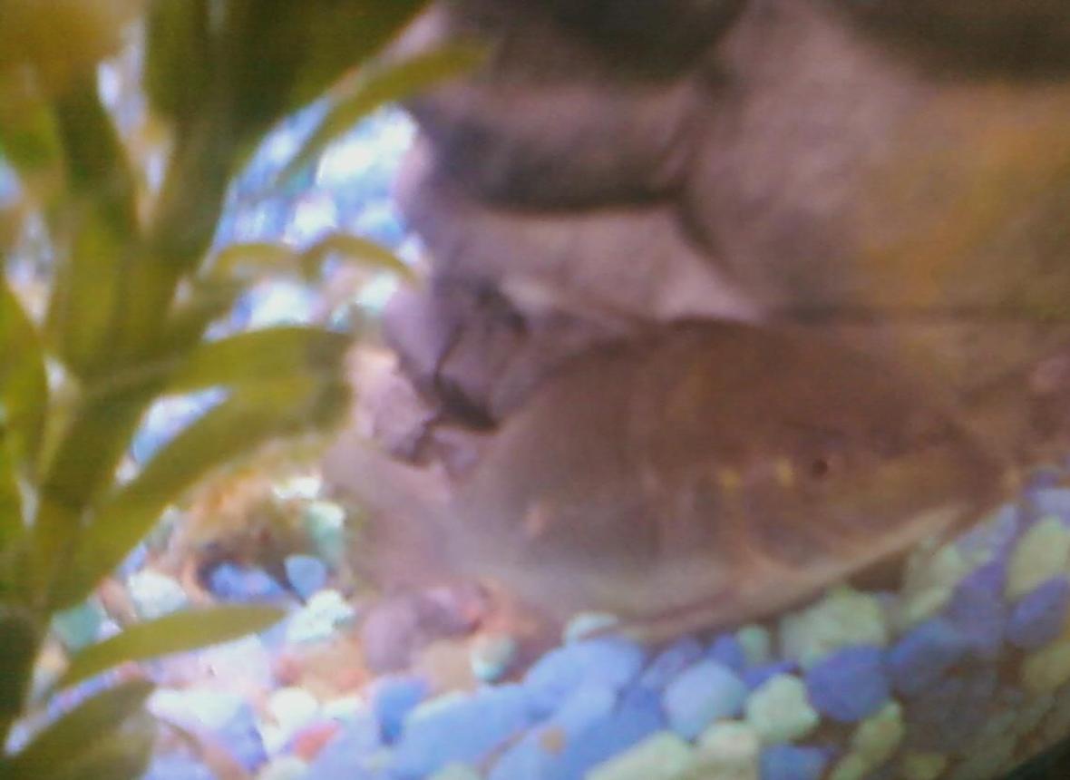 freshwater fish stocking in 10 gallons tank