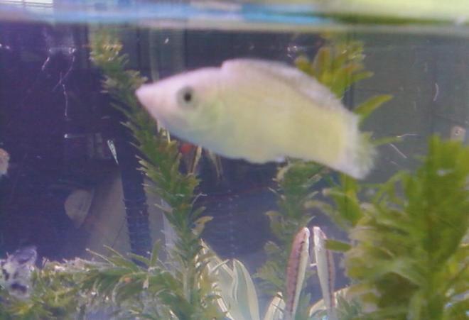 freshwater fish - poecilia latipinna - silver molly stocking in 10 gallons tank - This is my male silver molly.