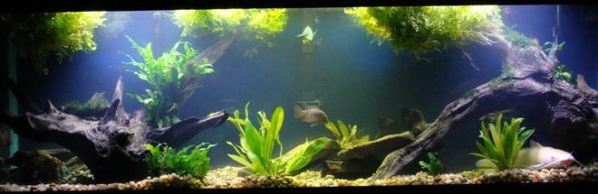 125 gallons planted tank (mostly live plants and fish) - 125g cichlid tank