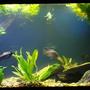 125 gallons planted tank (mostly live plants and fish) - 125g cichlid tank