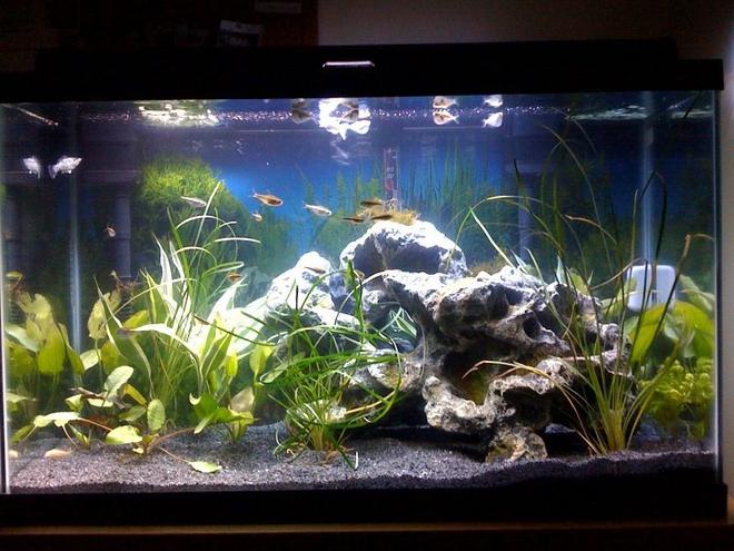 29 gallons freshwater fish tank (mostly fish and non-living decorations) - Whole Tank