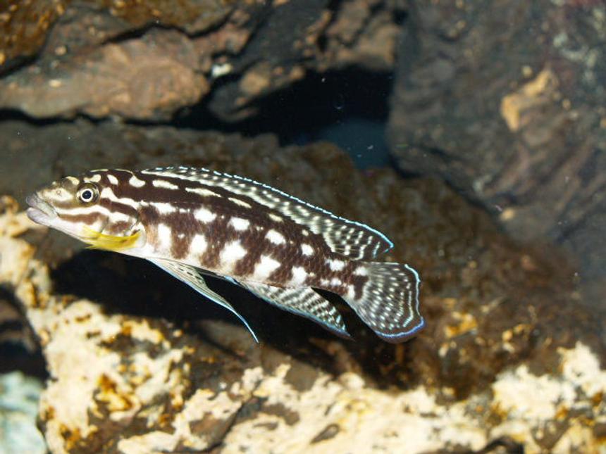 Rated #22: Freshwater Fish - Julidochromis Marlieri - Marlieri Cichlid Stocking In 150 Gallons Tank - What a beautiful marlieri burundi.
