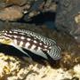 freshwater fish - julidochromis marlieri - marlieri cichlid stocking in 150 gallons tank - What a beautiful marlieri burundi.