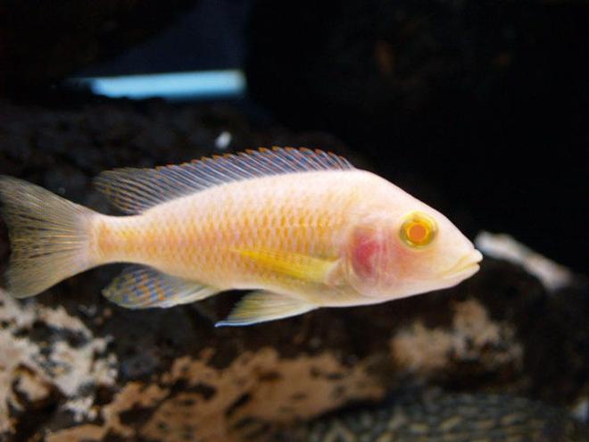 freshwater fish - aulonocara sp. - albino peacock cichlid stocking in 150 gallons tank - My albino peacock think hes the center of attention