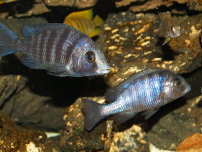 freshwater fish - cyrtocara moorii - blue dolphin cichlid stocking in 150 gallons tank - My phenochiluses like to stay together in the tank all the time.