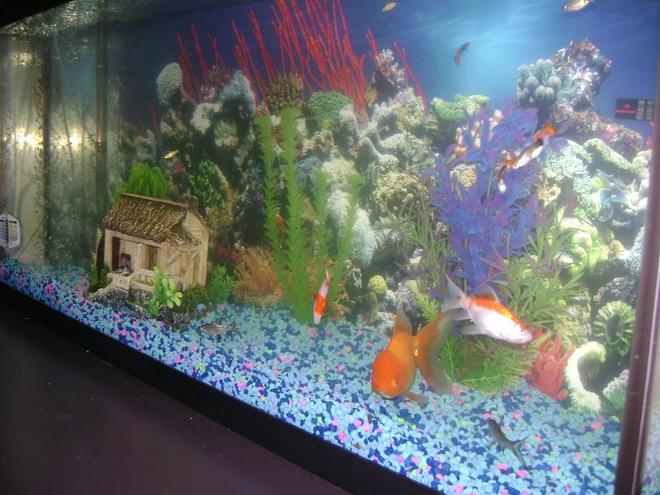55 gallons freshwater fish tank (mostly fish and non-living decorations) - 55gl. side view of tank,  me and my girl just got it . its a work in progress. we thank every one who rates us. thanks