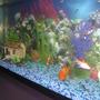 55 gallons freshwater fish tank (mostly fish and non-living decorations) - 55gl. side view of tank, me and my girl just got it . its a work in progress. we thank every one who rates us. thanks