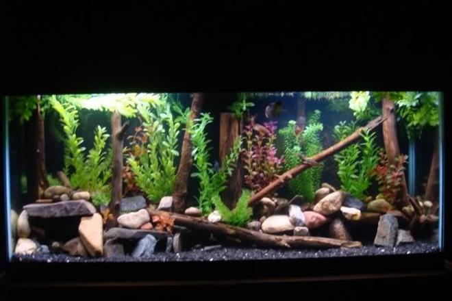 55 gallons freshwater fish tank (mostly fish and non-living decorations) - 55 gallon
2 green terrors
severum
convict
senegal bichir