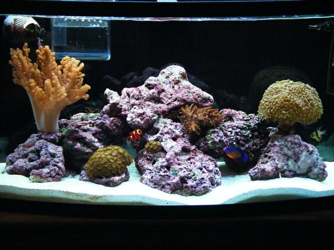 46 gallons reef tank (mostly live coral and fish) - 1yr old 46 BOWFRONT Reef Tank in progress.