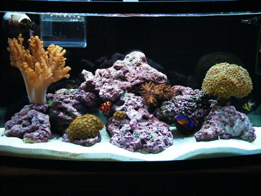 Rated #83: 46 Gallons Reef Tank - 1yr old 46 BOWFRONT Reef Tank in progress.