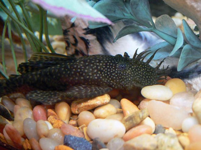 freshwater fish - ancistrus sp. - bushy nose pleco l-144 stocking in 55 gallons tank - bushynose pleco