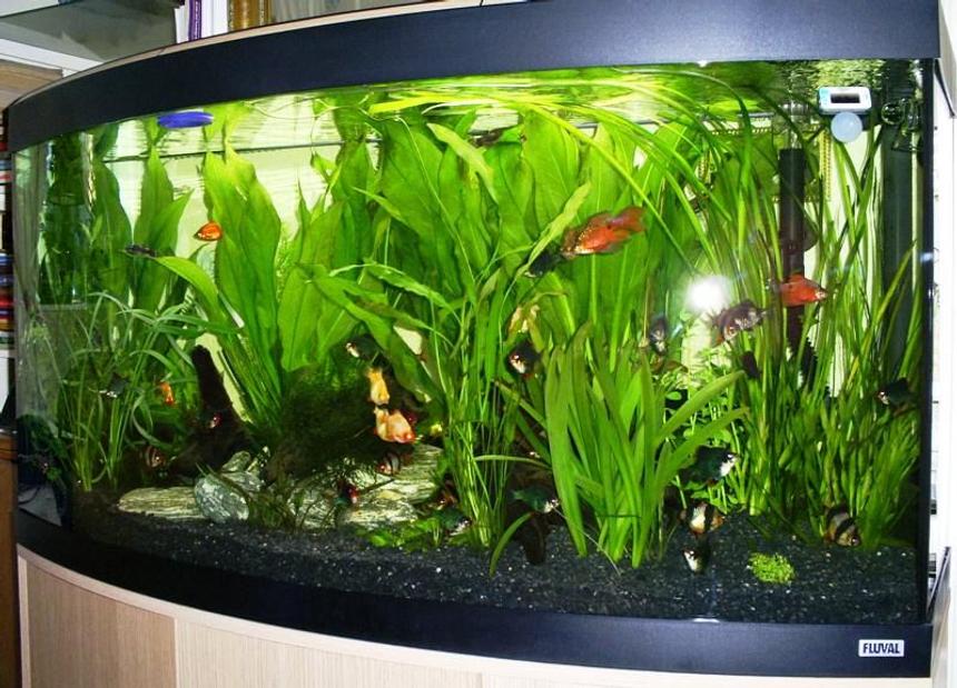 Rated #83: 57 Gallons Planted Tank - Fluval 260 litre Vicenza planted aquarium