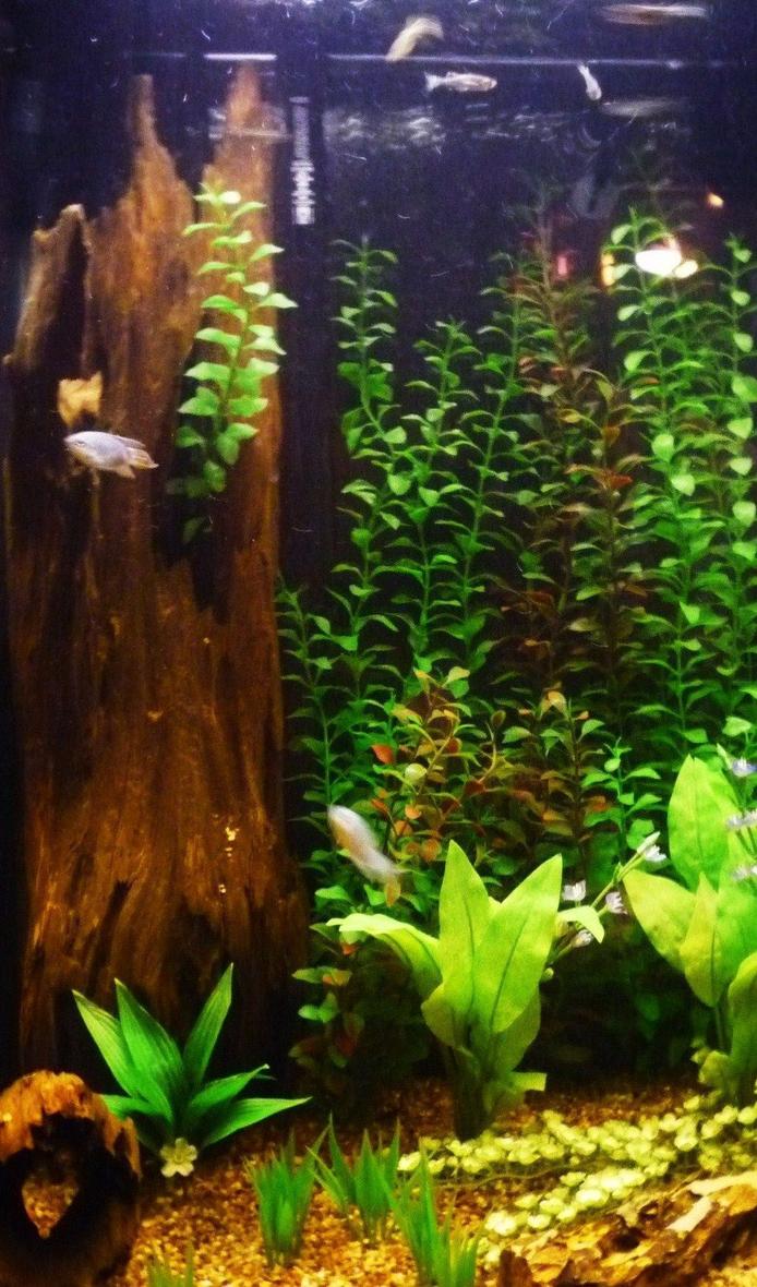 47 gallons freshwater fish tank (mostly fish and non-living decorations) - 47 gallon collumn