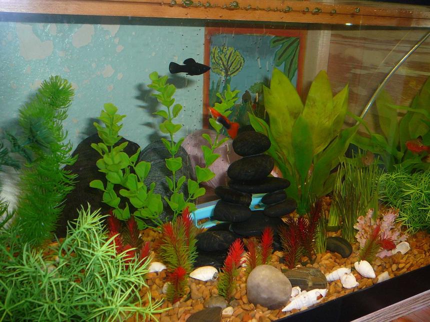 Rated #2239: 20 Gallons Freshwater Fish Tank - a bunch of little fish