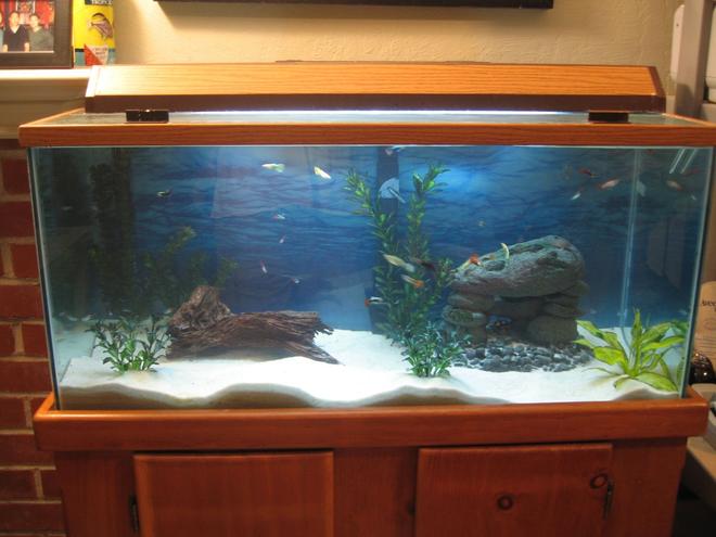 40 gallons freshwater fish tank (mostly fish and non-living decorations) - Jin's 40 gallon freshwater tank