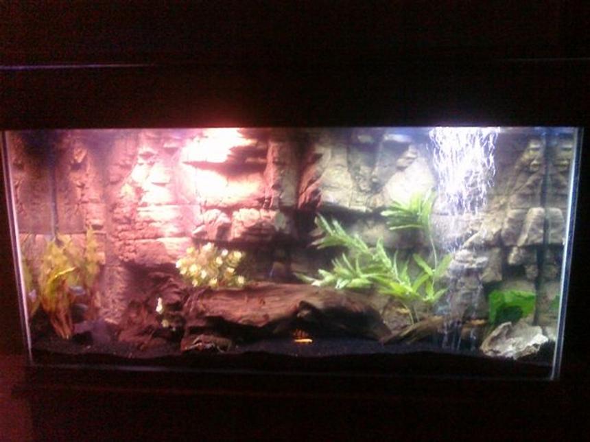 Rated #2089: 90 Gallons Freshwater Fish Tank - My tank after restoration and cycling.  Sorry for crappy cellphone pic...