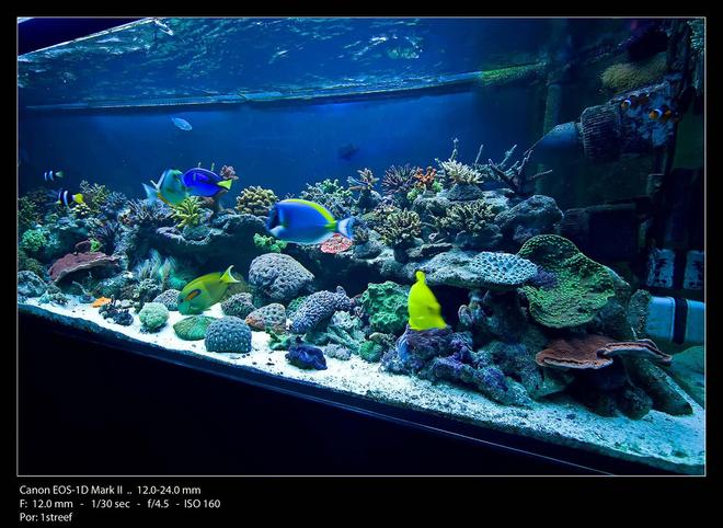 175 gallons reef tank (mostly live coral and fish) - Angle view shot