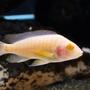 freshwater fish - aulonocara sp. - albino peacock cichlid stocking in 150 gallons tank - My albino peacock likes to be the center of attention.