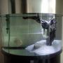 fish tank picture - .