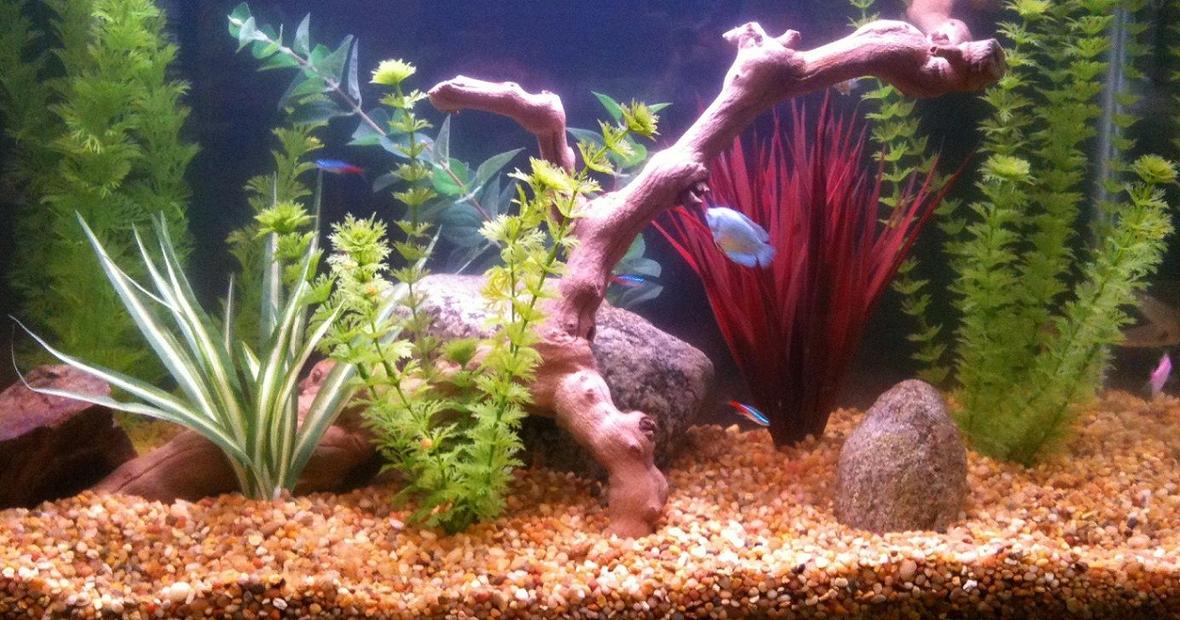 29 gallons freshwater fish tank (mostly fish and non-living decorations) - Bala's Neon's Tetra's Gourami's Zebra's Molly's