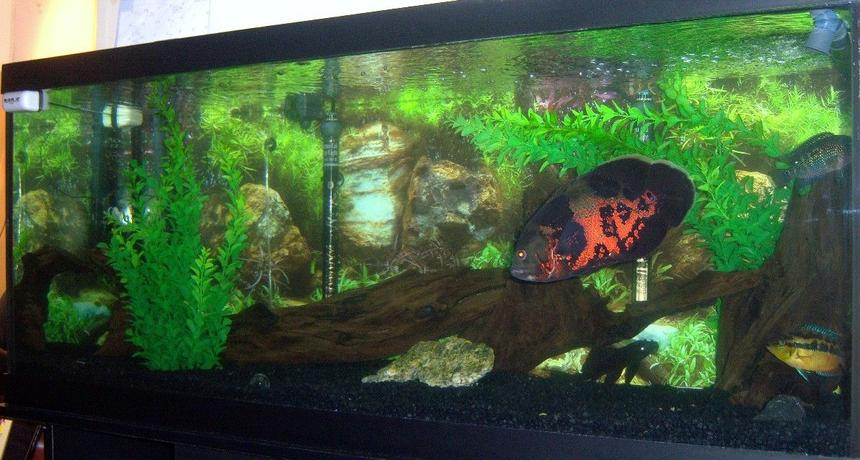 Rated #1006: 75 Gallons Freshwater Fish Tank - my 75 gallon Tiger Oscar tank