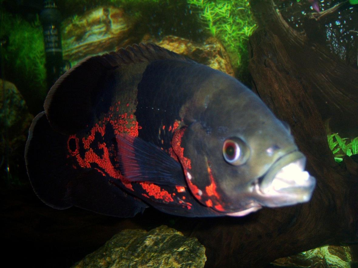 freshwater fish - astronotus ocellatus - tiger oscar stocking in 75 gallons tank - 1 year old Tiger Oscar