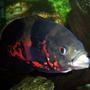 freshwater fish - astronotus ocellatus - tiger oscar stocking in 75 gallons tank - 1 year old Tiger Oscar