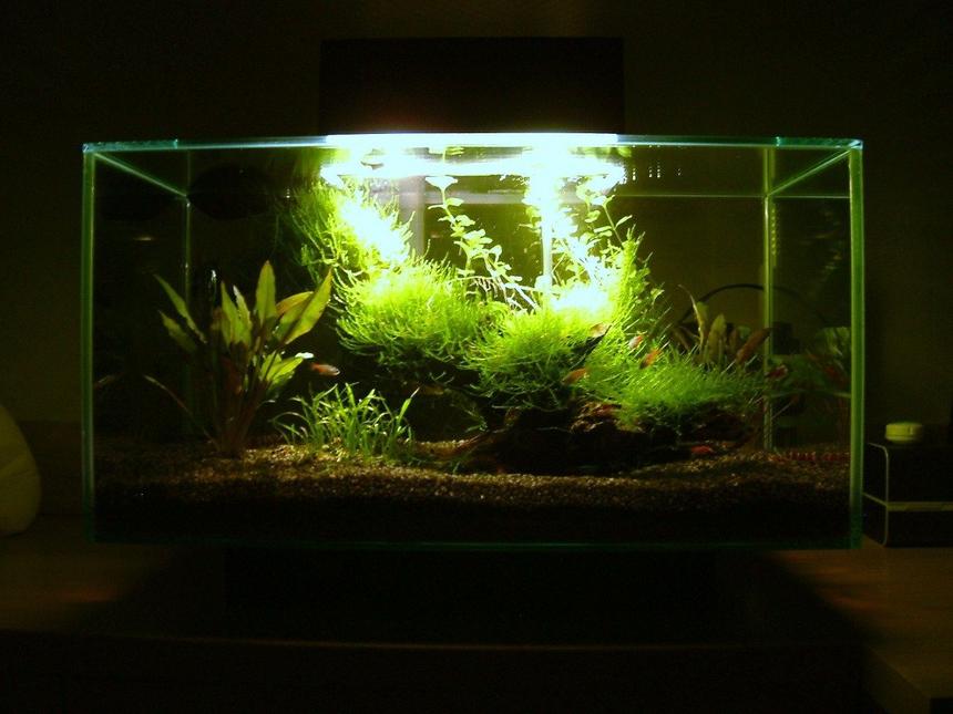 Rated #65: 6 Gallons Planted Tank - Planted Fluval EDGE Nano Aquarium