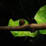 corals inverts - planorbis sp. - ramshorn snail stocking in 75 gallons tank - ramshorn snail