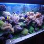 65 gallons reef tank (mostly live coral and fish) - Reef Tank 2009