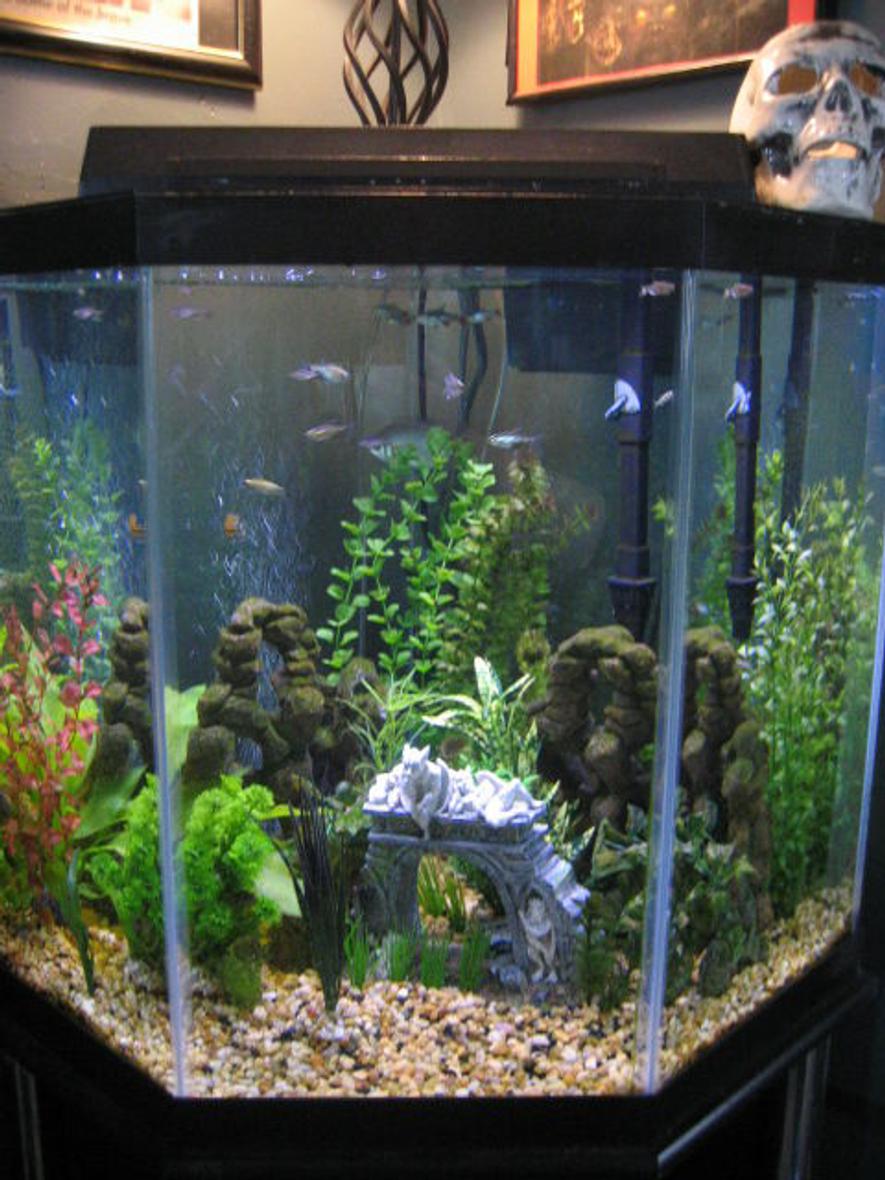 Rated #2528: 44 Gallons Freshwater Fish Tank - My corner tank